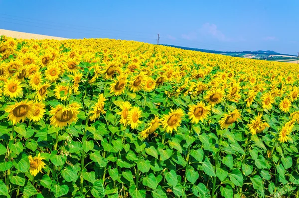 Campo de girasoles y hermoso cielo azul — Foto de Stock