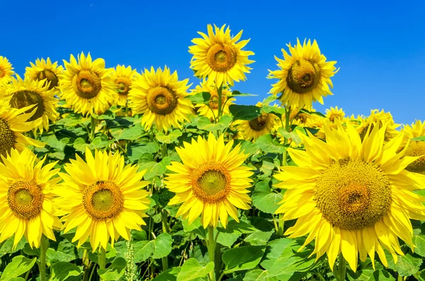 Campo de girasoles contra el cielo azul — Foto de Stock