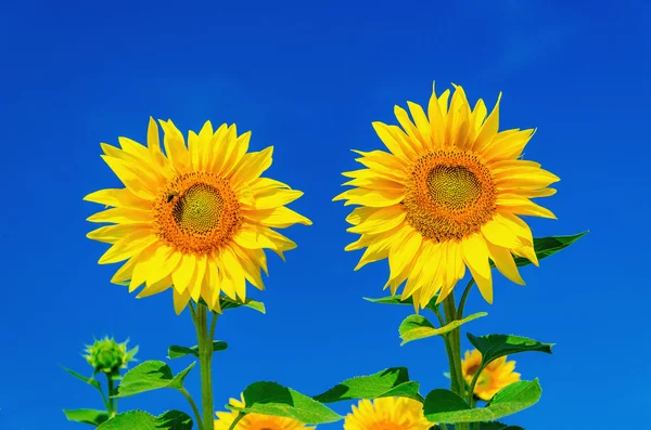 Dos hermosos girasoles y cielo azul — Foto de Stock