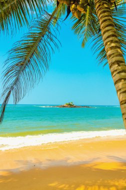 Sandy beach coconut palm ve altın kum ile
