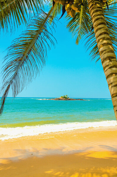 Sandy beach with coconut palm and golden sand