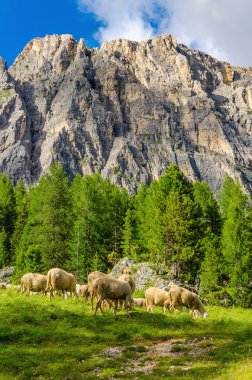Flock of sheep in pasture foothills, Dolomites  clipart