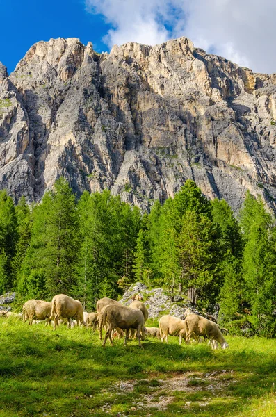 Rebanho de ovelhas em pastagens, Dolomitas — Fotografia de Stock