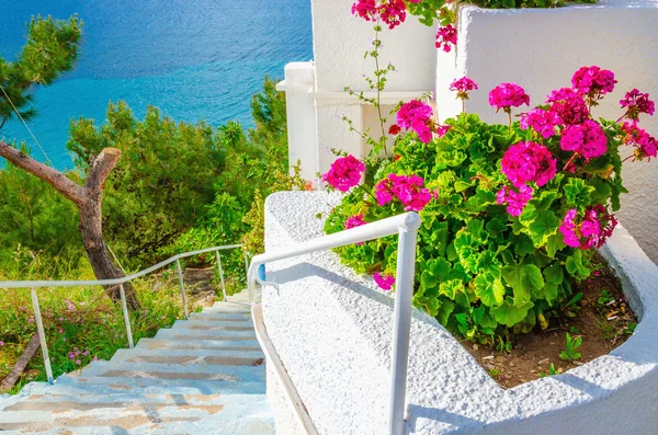 Roze bloemen met witte trap door zee in Griekenland — Stockfoto