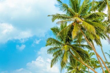 Sandy beach coconut palm mavi gökyüzü ile 
