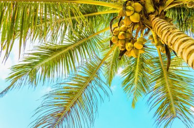 Sandy beach coconut palm ile