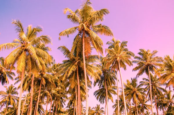 Palm trees on a background of purple sky — Stock Photo, Image