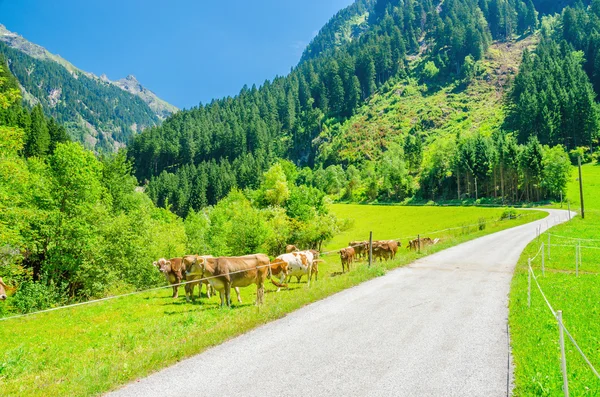 Alpenwereld weg, groene weiden en koeien — Stockfoto