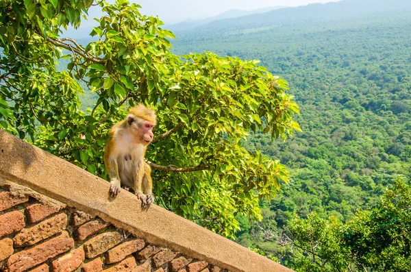 Singe sur le mur de Sigiriya ancien palais, Asie — Photo