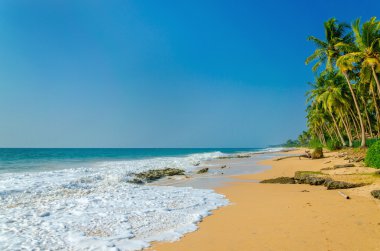 Sandy beach yüksek palmiye ağaçları ile