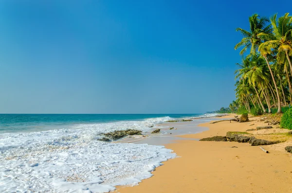 Песчаный пляж с высокими пальмами — стоковое фото