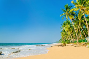 Exotic sandy beach with palm trees clipart