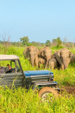 Araba safari Filler ile
