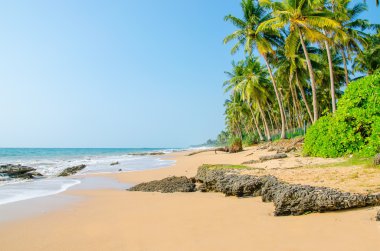 palmiye ağaçları, Sri Lanka ile plaj