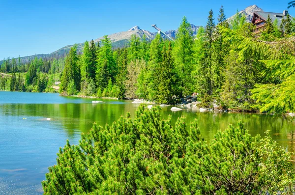 Krásné horské jezero s Borovice zakrslá — Stock fotografie