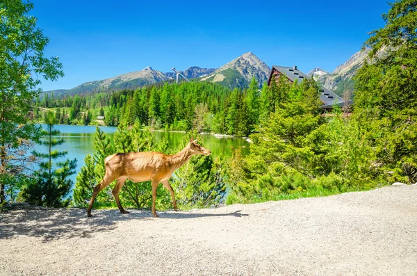 Alce de vaca camina por el camino al lado de un lago de montaña — Foto de Stock