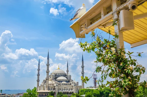 Sultanahmet Camii Modrá mešita v Istanbulu — Stock fotografie