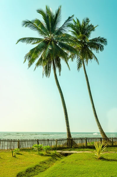 Two tall palm trees on exotic Asian islands — Stock Photo, Image