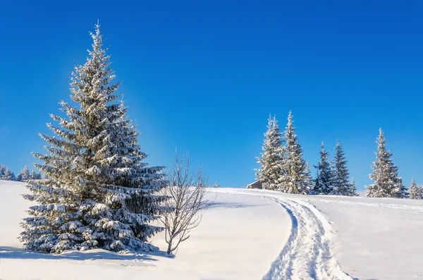 Paesaggio invernale da favola con alberi innevati — Foto Stock