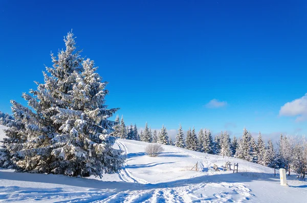 Paysage de montagne hivernal avec beaucoup d'arbres à neige — Photo