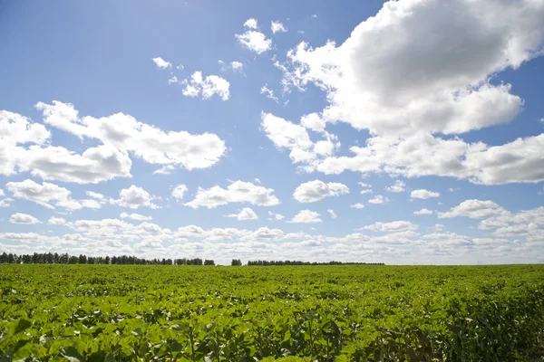 Beautiful fresh green field and sunny sky — Stockfoto