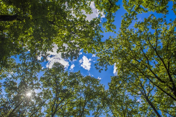 Fresh green tree foliage in the forest — Stock Photo, Image