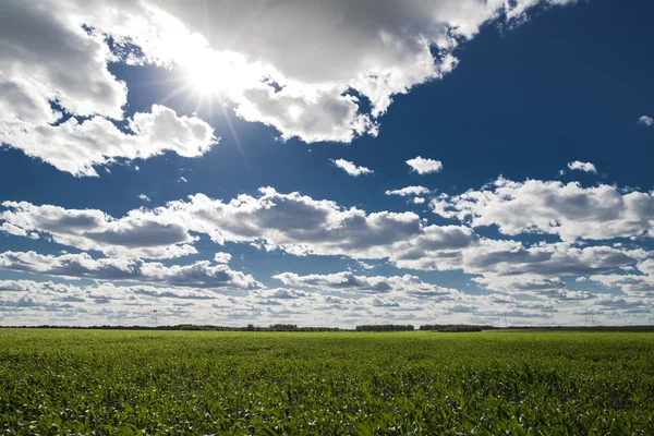 Zomer landschap — Stockfoto