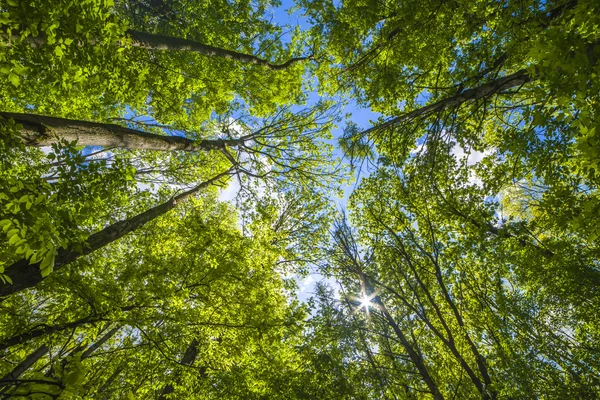 Green forest — Stock Photo, Image