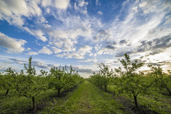 Apple orchard at sunset — Stock Photo, Image