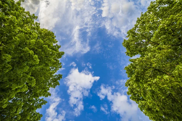 Vacker blå himmel och frodiga gröna träd — Stockfoto