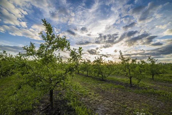 Appelboomgaard bij zonsondergang — Stockfoto