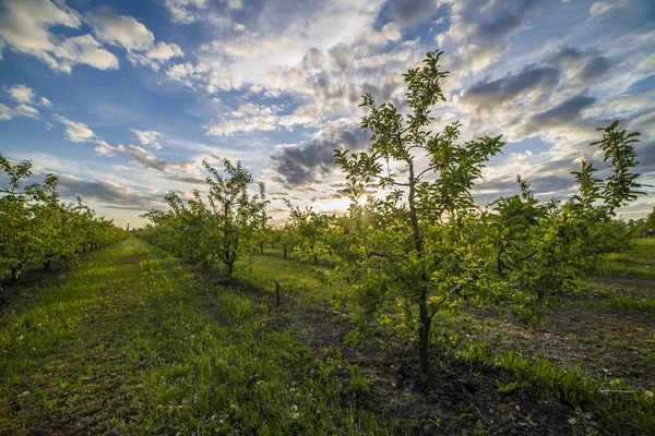 Apple orchard at sunset — Stock Photo, Image