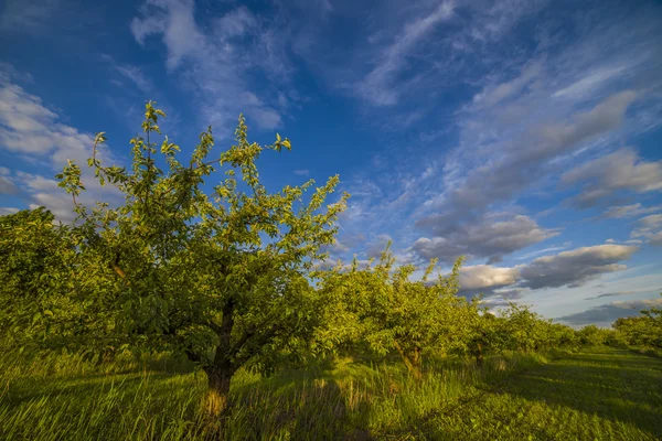 Appelboomgaard bij zonsondergang — Stockfoto