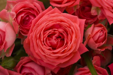 Beautiful pink rose flower bouquet background
