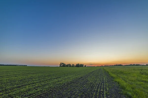 Prachtige groen veld en rode zonsondergang — Stockfoto