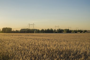 Alan altın taneleri gösterilen gün batımında