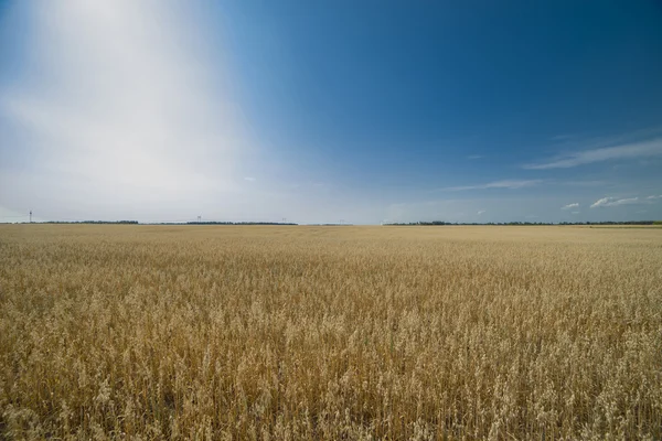 Feld bei Sonnenuntergang, das die goldenen Körner zeigt — Stockfoto