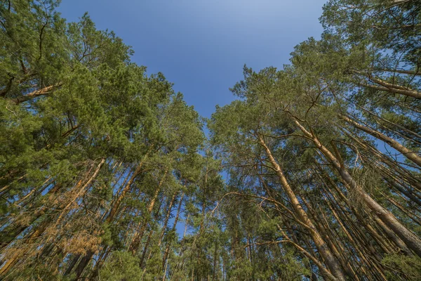 Fresh green tree foliage in the forest — Stock Photo, Image