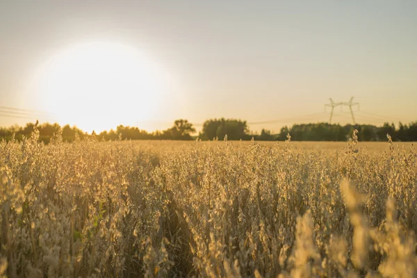 Feld bei Sonnenuntergang, das die goldenen Körner zeigt — Stockfoto