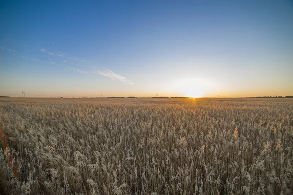 Field at sunset showing the golden grains — Stock Photo, Image