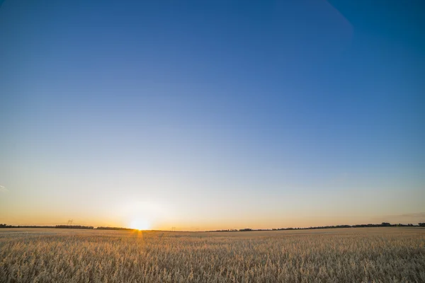 Feld bei Sonnenuntergang, das die goldenen Körner zeigt — Stockfoto
