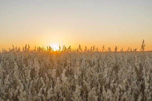 Feld bei Sonnenuntergang, das die goldenen Körner zeigt — Stockfoto