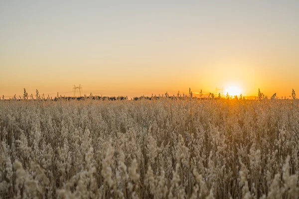 Feld bei Sonnenuntergang, das die goldenen Körner zeigt — Stockfoto