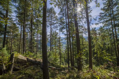 Yaz manzara çam ormanı içinde Karpatlar