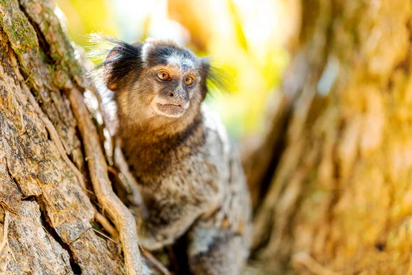 Detalhe Macaco Marmota Árvore Foco Seletivo — Fotografia de Stock