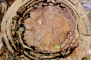 Kesilmiş ağaç çerçevesi. Ormanların yok edilmesi kavramı.