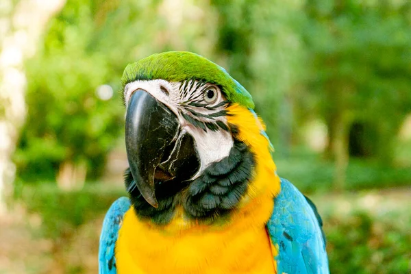 Bellissimo Macaw Domestico Che Guarda Fotocamera Sfondo Foresta Verde — Foto Stock