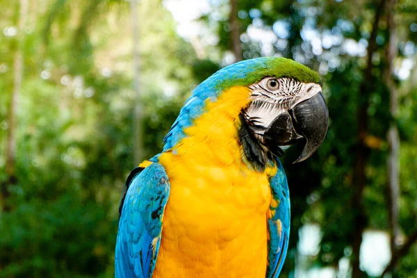 Krásná Domácí Macaw Dívá Kamery Zelené Lesní Pozadí — Stock fotografie