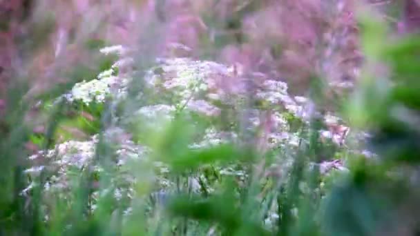 Campo de flores silvestres — Vídeo de Stock