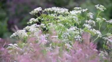 Yabani çiçekler tarlası